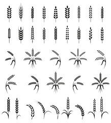 Wall Mural - Wheat ears or rice icons set. Agricultural symbols isolated on white background.