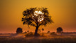 Tree at Sunset in Botswana. Okavango Delta. Africa