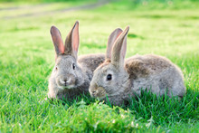 Two Grey Rabbits In Green Grass Outdoor