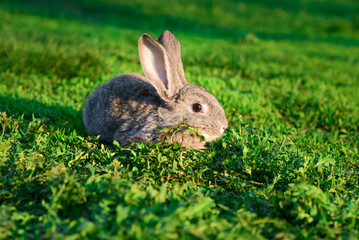 Wall Mural - grey rabbit on a green lawn.