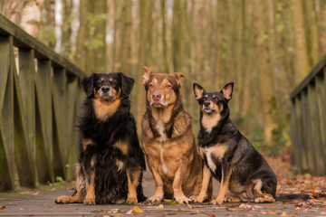 Wall Mural - 3 dogs sitting together on a bridge