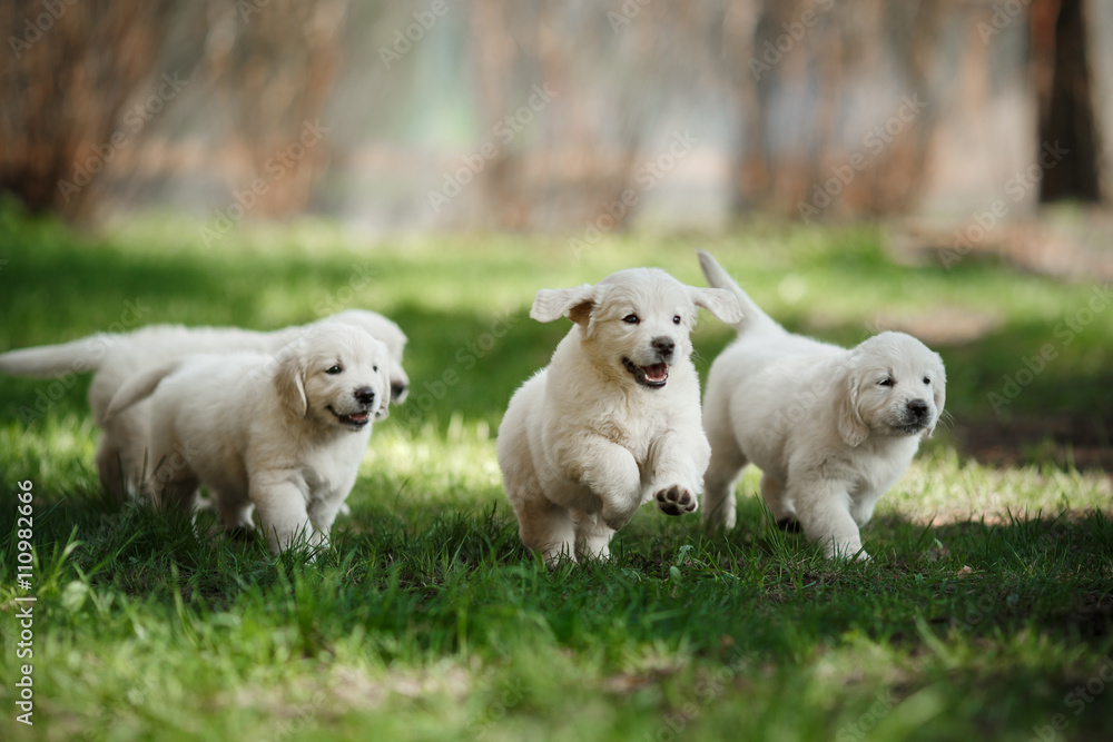 Little puppys Golden retriever - obrazy, fototapety, plakaty 