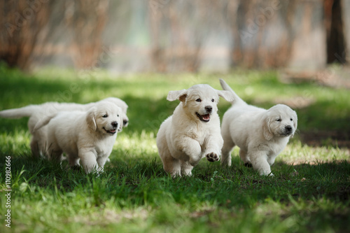 Fotografía Little puppys Golden retriever