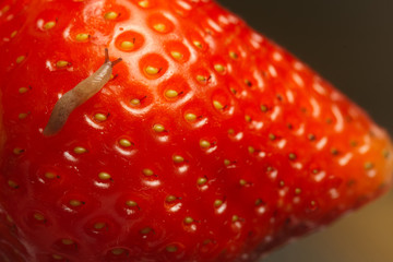 Strawberry with worm