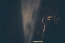 A Portrait Of Tabby Cat At Night By The Window