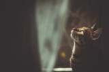 Fototapeta Koty - the dreamer: a portrait of tabby cat  by the window