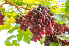 Red Grapes In The Vineyard