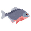 piranha fish vector illustration isolated on white background