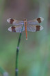 Dragonfly sits on the stem of horsetail