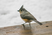 Tufted Titmouse Perched.