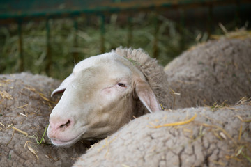 Wall Mural - Sheep in pen