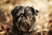 Close Up Portrait Of Shaggy Brussels Griffon Dog