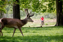 Deer In Forest With Cyclist In Background. People And Nature.