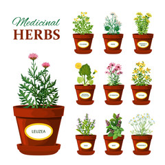 Canvas Print - Medical Herbs In Pots With Labels