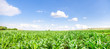 Fresh green young corn field on a sunny day with a blue sky suggesting organic agriculture