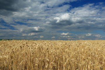 Wheat field against a blue sky