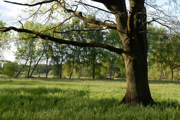 Canvas Print - Baum auf einer Wiese