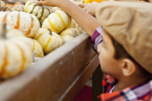 Boy Choosing Pumpkin From Farmyard Cart