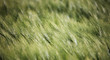 Blowing wind over a green wheat field