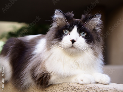 Portrait Of Regal Handsome Brown White Bi Color Long Haired