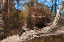 Porcupine (Erethizon Dorsatum) Sits On Branch