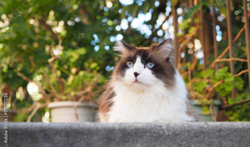 Portrait Of Large Fluffy Long Haired Brown White Ragdoll Cat With