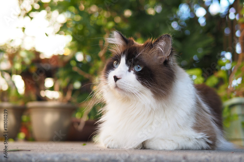Portrait Of Large Fluffy Long Haired Brown White Ragdoll Cat With