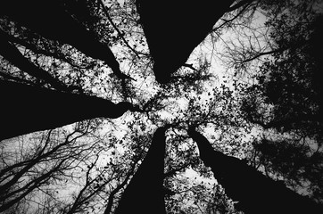 Tree tops in the sky shot in black and white