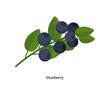 Sprig of blueberries with green leaves