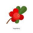 Branch of red lingonberry with green leaves