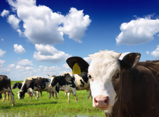 Canvas Print - Cows grazing on pasture