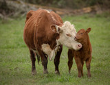 Fototapeta Miasta - Momma Cow and Calf