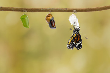 Wall Mural - Common tiger butterfly emerging from pupa hanging on twig