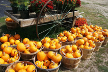 Pumpkins For Sale In The Farm In Autumn