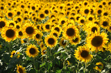Close Up On Sunflower Field