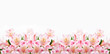 Pink flowers on white background with copy space.