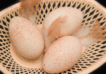 turkey eggs on a black background