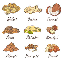 Wall Mural - Vector set of hand sketched nuts on white background in hand drawn style: hazelnut, almonds, peanuts, walnut, cashew, pine nut, pistachios, coconut, pecan.