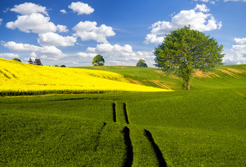 Wall Mural - the may field in the sun