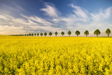 Wall Mural - the may field in the sun