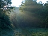 Fototapeta  - magical rys of light in a forest in sunrise