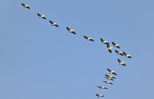 Pelicans Flying Against The Sky