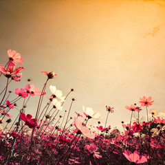 Wall Mural - vintage landscape nature background of beautiful cosmos flower field on sky with sunlight. retro col