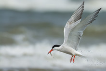 Tern Catching A Fish