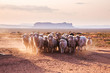  A flock of sheep in Navajo Nation Reservation reservation. Monument Valley, United States