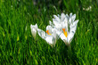 Saffron (Crocus) - an ornamental plant