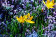 Saffron (Crocus) used as ornamental plants, flowering in early spring or late fall. The color of flowers yellow. Grows in full sun among moss and grass. Attracts bees to collect nectar and pollen.