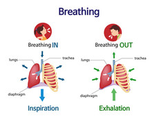 Pictures That Show What Happens To The Lungs When You Breath Inhale And Exhale