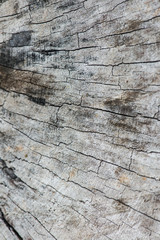 Wall Mural - Closeup of wood texture