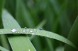 Raindrops on the iris plant.